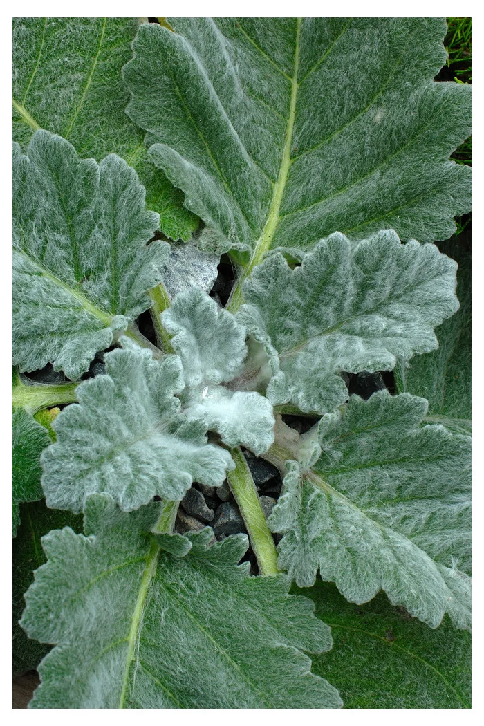 Szałwia srebrzysta | Salvia argentea