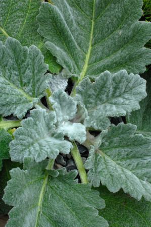 Szałwia srebrzysta | Salvia argentea