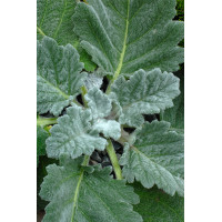 Szałwia srebrzysta | Salvia argentea