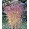 Proso rózgowate 'Sqaw' | Panicum virgatum