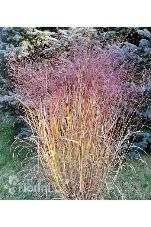 Proso rózgowate 'Sqaw' | Panicum virgatum