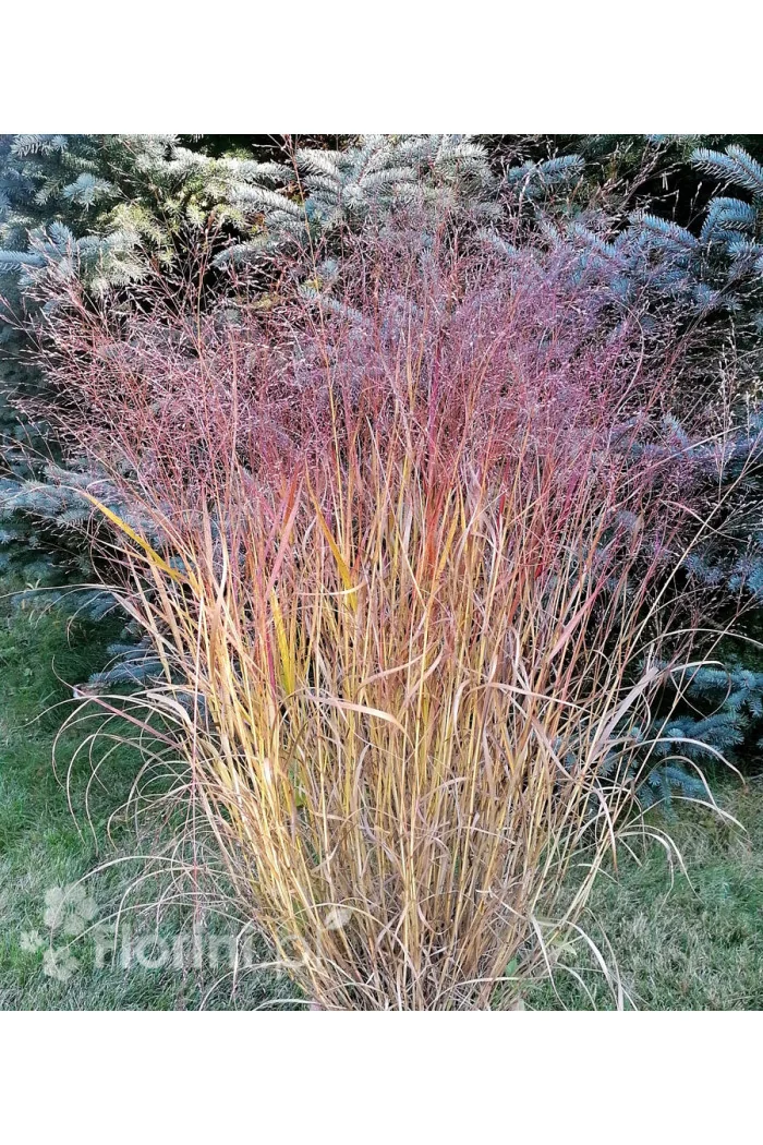 Proso rózgowate 'Sqaw' | Panicum virgatum