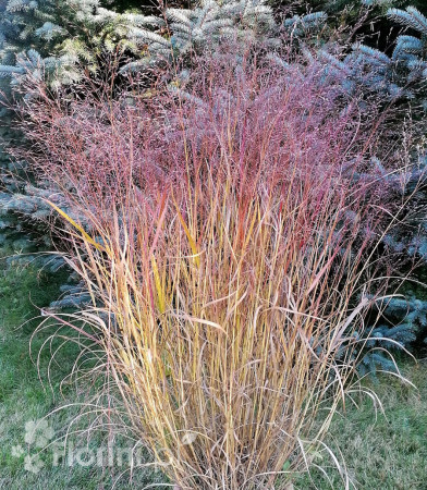 Proso rózgowate 'Sqaw' | Panicum virgatum