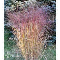 Proso rózgowate 'Sqaw' | Panicum virgatum