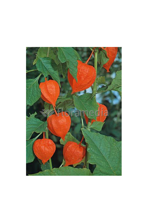 Miechunka 'Franchetta' | Physalis