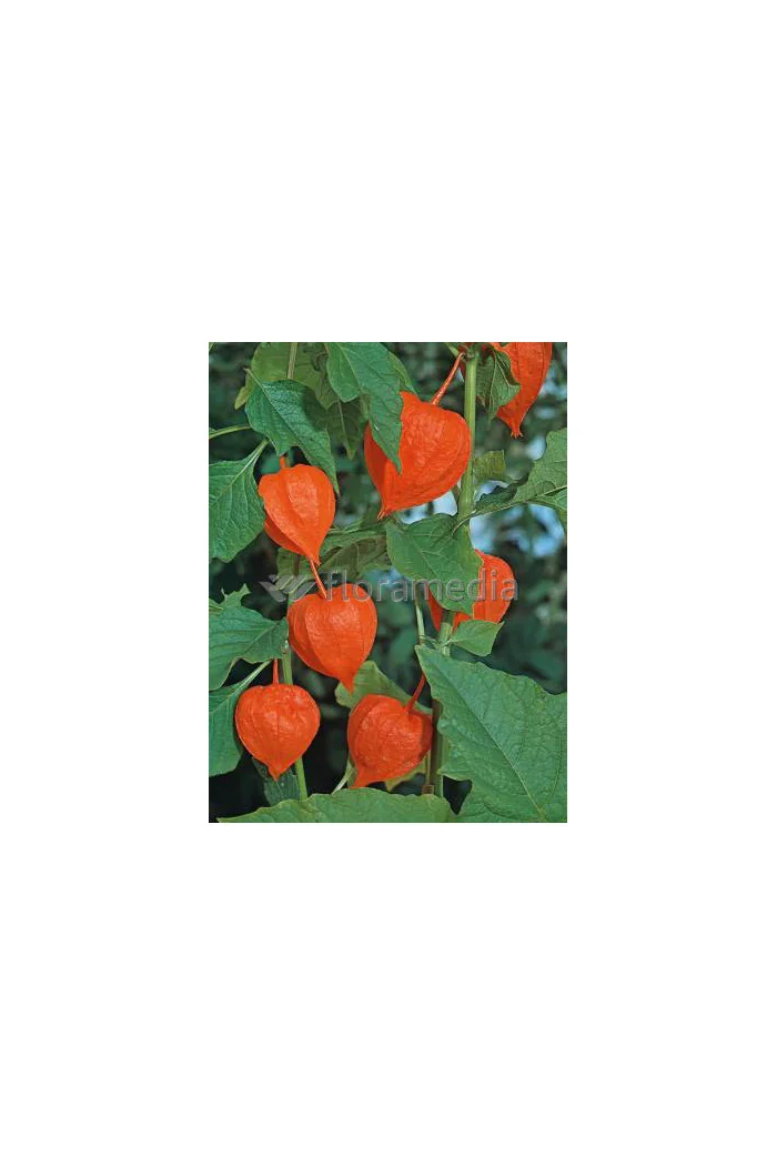 Miechunka 'Franchetta' | Physalis