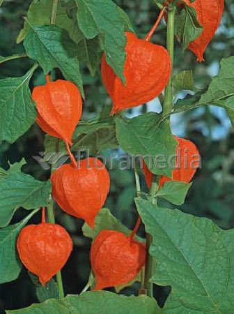 Miechunka 'Franchetta' | Physalis