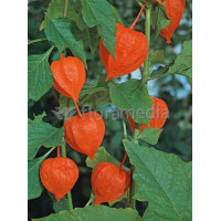 Miechunka 'Franchetta' | Physalis