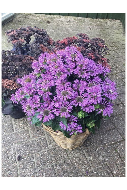 Pysznogłówka 'Bee Pretty' | Monarda