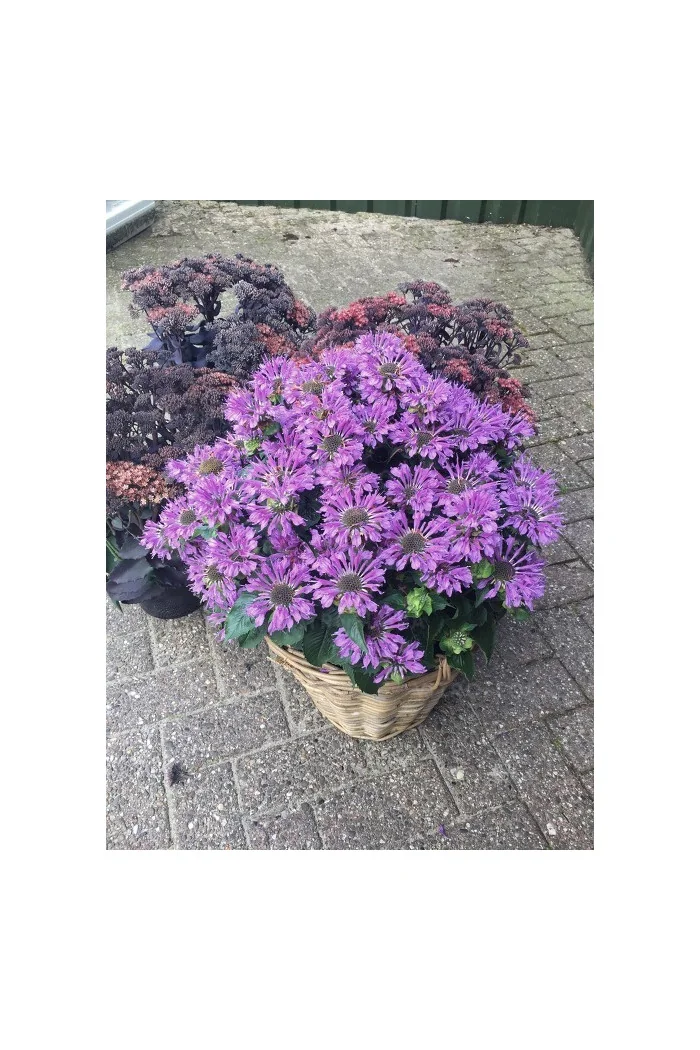 Pysznogłówka 'Bee Pretty' | Monarda