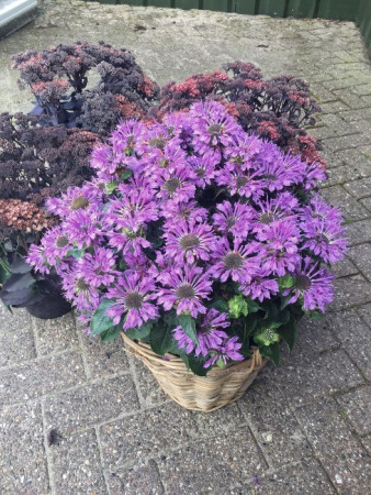 Pysznogłówka 'Bee Pretty' | Monarda