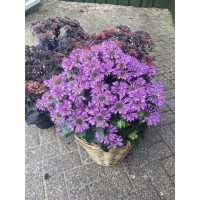 Pysznogłówka 'Bee Pretty' | Monarda