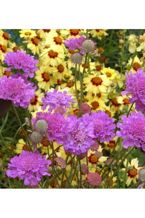Driakiew 'Vivid Violet' | Scabiosa