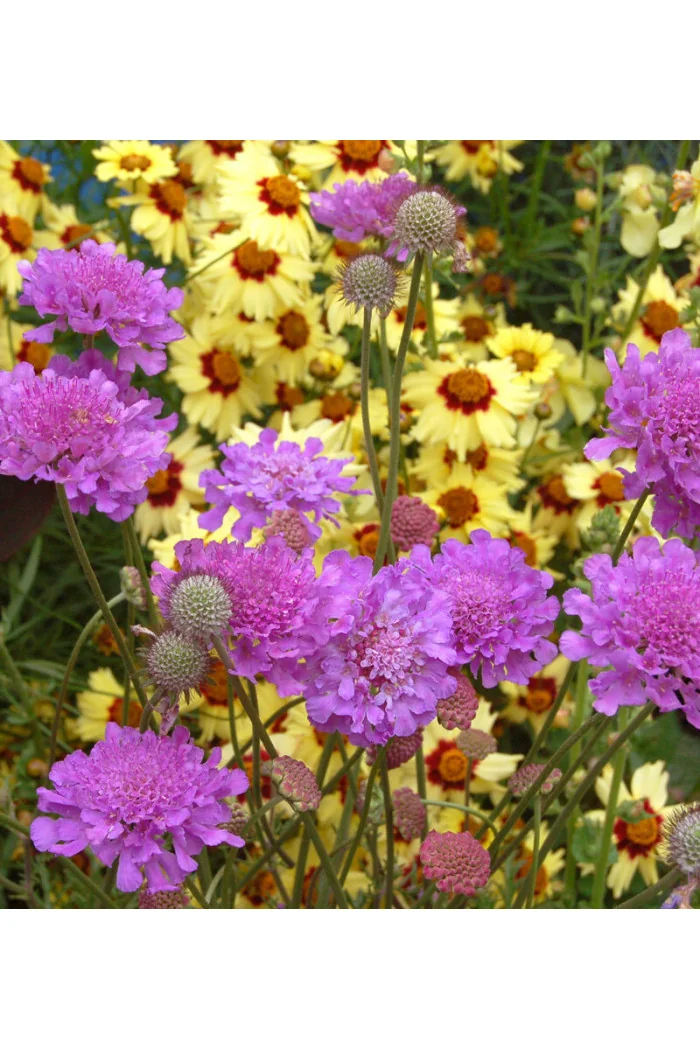 Driakiew 'Vivid Violet' | Scabiosa