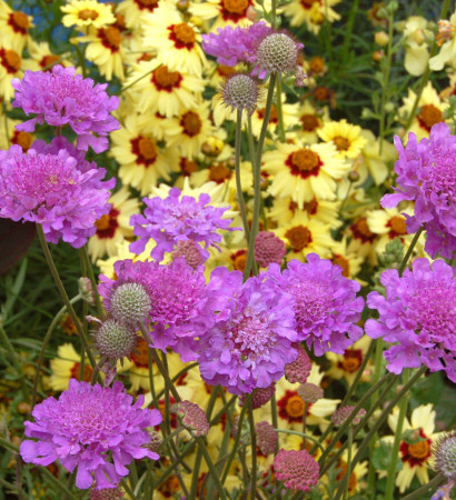 Driakiew 'Vivid Violet' | Scabiosa