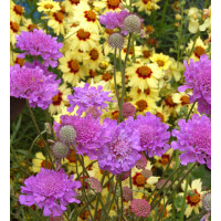 Driakiew 'Vivid Violet' | Scabiosa