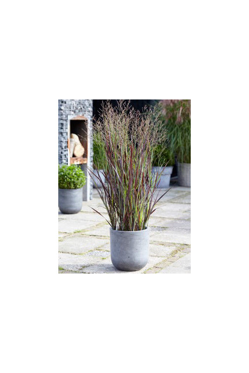 Proso rózgowate 'Purple Breeze' | Panicum virgatum