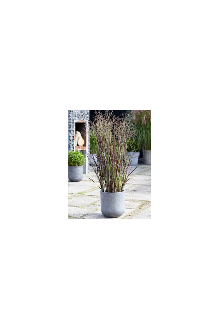 Proso rózgowate 'Purple Breeze' | Panicum virgatum