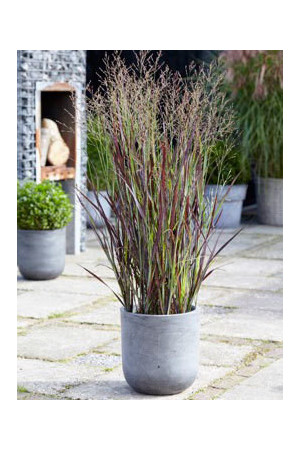 Proso rózgowate 'Purple Breeze' | Panicum virgatum