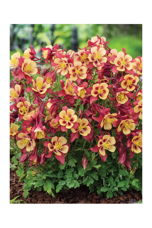 Orlik błękitny 'EarlyBird Red Yellow' | Aquilegia