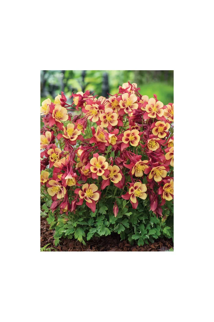 Orlik błękitny 'EarlyBird Red Yellow' | Aquilegia