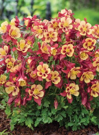 Orlik błękitny 'EarlyBird Red Yellow' | Aquilegia