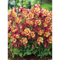 Orlik błękitny 'EarlyBird Red Yellow' | Aquilegia