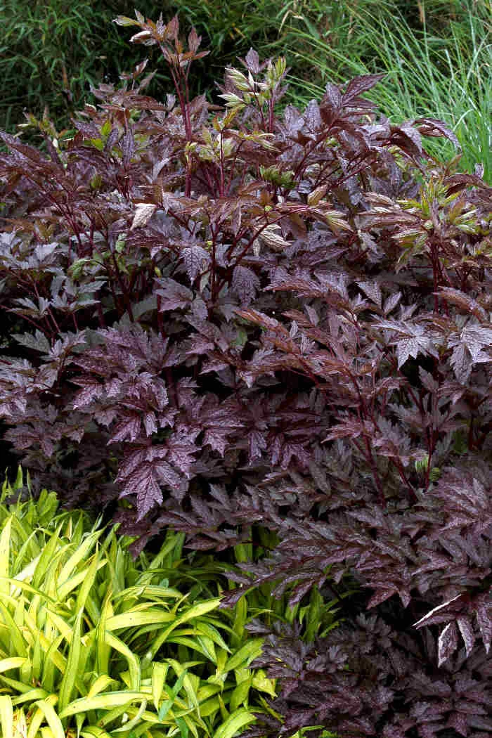 Czerniec (Świecznica) 'Black Negligee' | Actaea