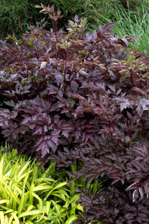 Czerniec (Świecznica) 'Black Negligee' | Actaea