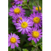 Aster żeniszkowaty 'Ezo Murazaki' | Aster ageratoides