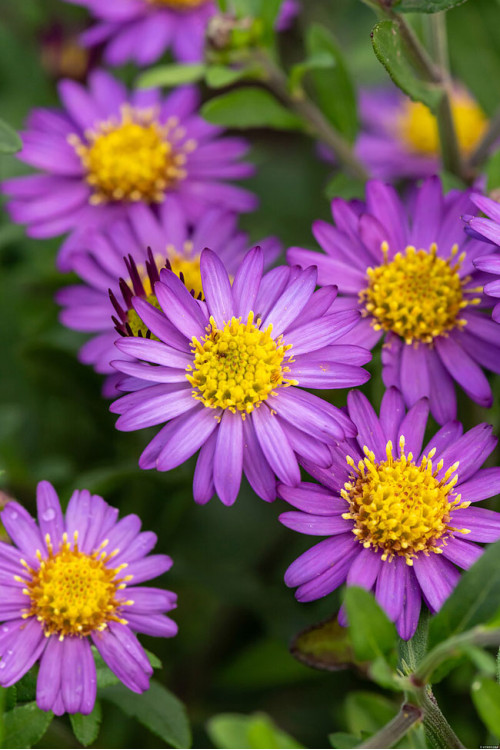 Aster żeniszkowaty 'Ezo Murazaki' | Aster ageratoides