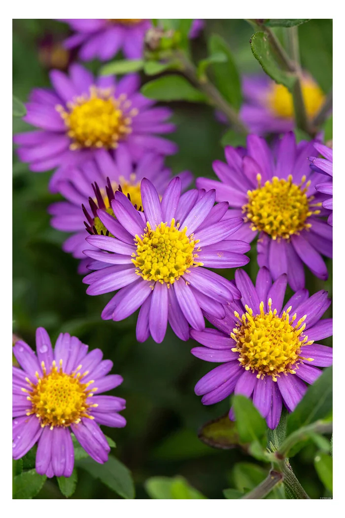 Aster żeniszkowaty 'Ezo Murazaki' | Aster ageratoides