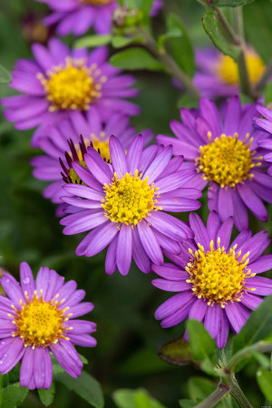 Aster żeniszkowaty 'Ezo Murazaki' | Aster ageratoides