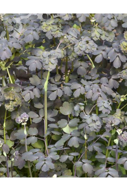 Rutewka orlikolistna 'Ghent Ebony' | Thalictrum petaloideum