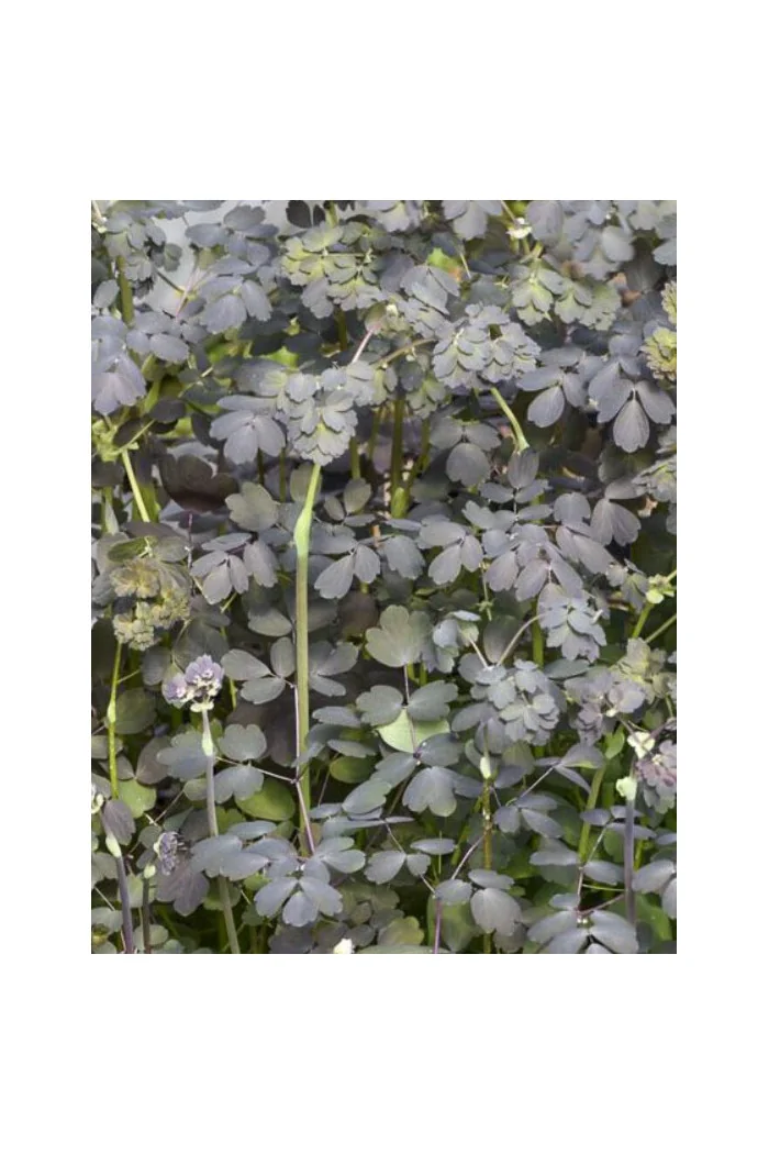 Rutewka orlikolistna 'Ghent Ebony' | Thalictrum petaloideum