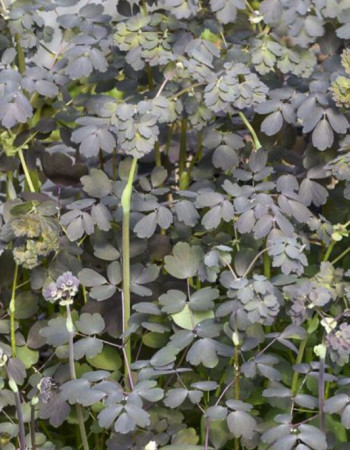 Rutewka orlikolistna 'Ghent Ebony' | Thalictrum petaloideum