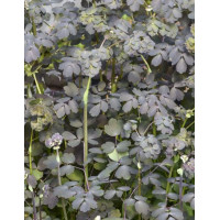 Rutewka orlikolistna 'Ghent Ebony' | Thalictrum petaloideum