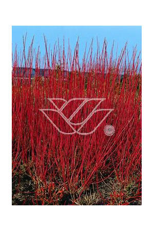 Dereń biały Cornus alba Sibirica