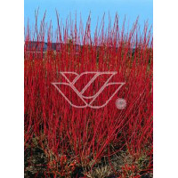 Dereń biały Cornus alba Sibirica