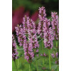 Kocimiętka żyłkowana 'Pink Cat' | Nepeta nervosa