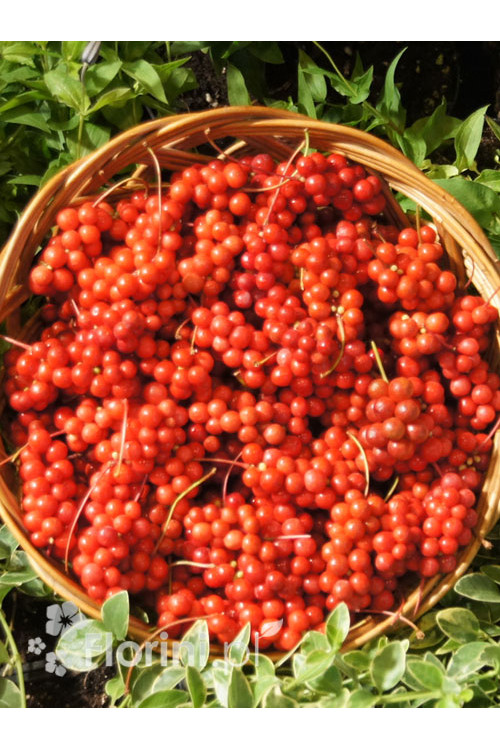 Cytryniec chiński | Schisanda chinensis