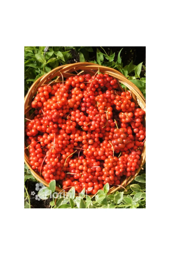 Cytryniec chiński | Schisanda chinensis