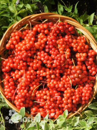 Cytryniec chiński | Schisanda chinensis