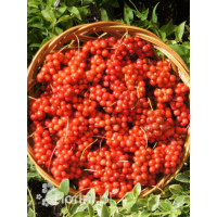 Cytryniec chiński | Schisanda chinensis