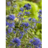 Barbula klandońska 'Heavenly Blue' | Caryopteris x clandonensis