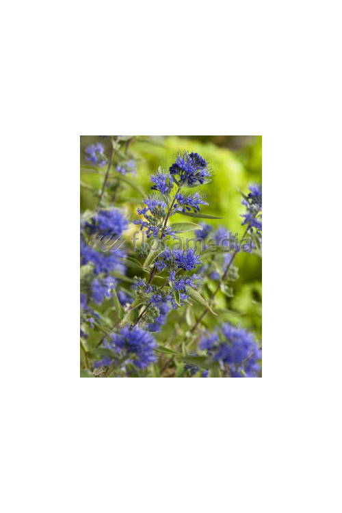 Barbula klandońska 'Heavenly Blue' | Caryopteris x clandonensis