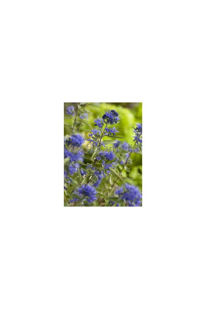 Barbula klandońska 'Heavenly Blue' | Caryopteris x clandonensis