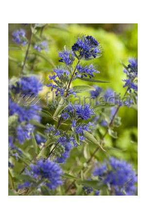 Barbula klandońska 'Heavenly Blue' | Caryopteris x clandonensis