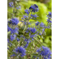 Barbula klandońska 'Heavenly Blue' | Caryopteris x clandonensis
