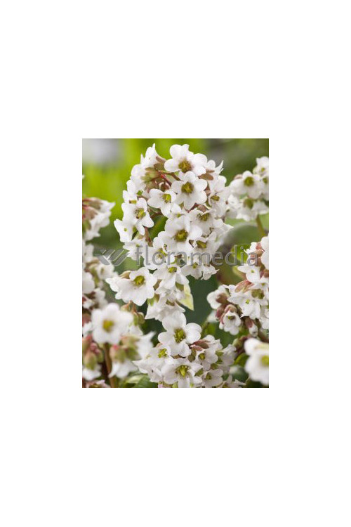 Bergenia 'Jelle' Bergenia cordifolia